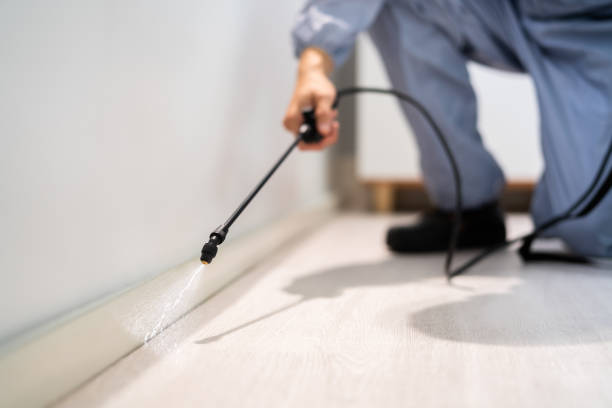 Certified termite inspector examining foundation in Brighton