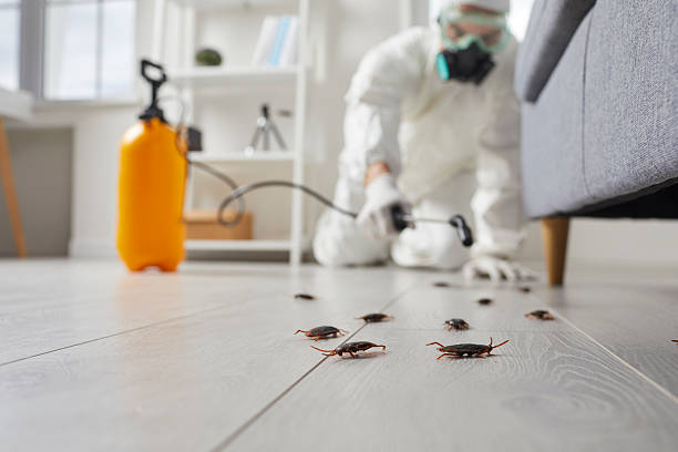 Post-Treatment Bed Bug Interceptor Monitoring in Brighton